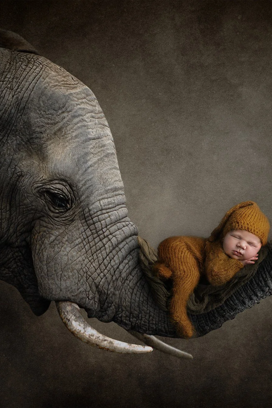 Elephant Newborn Digital Background